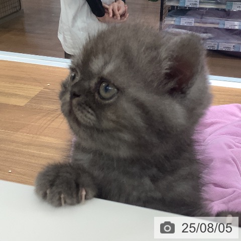 エキゾチック・ショートヘアの写真