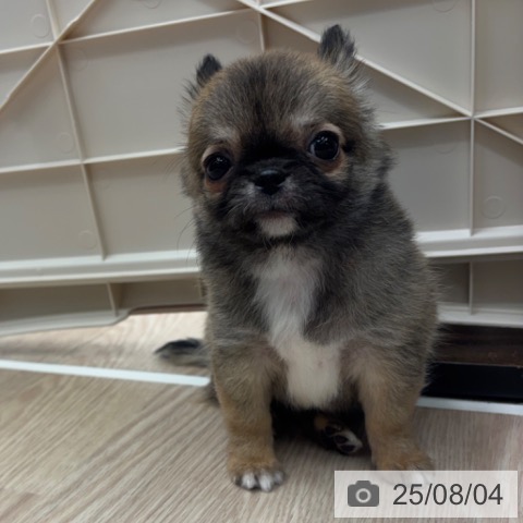 チワワの写真