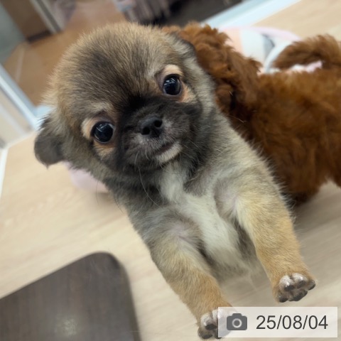 チワワの写真