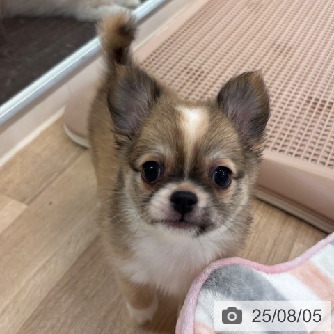 チワワの写真