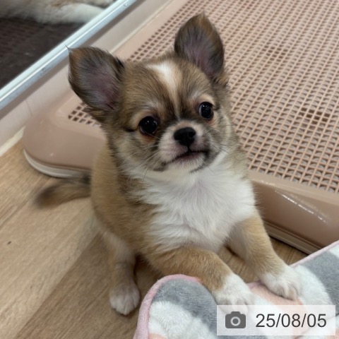 チワワの写真