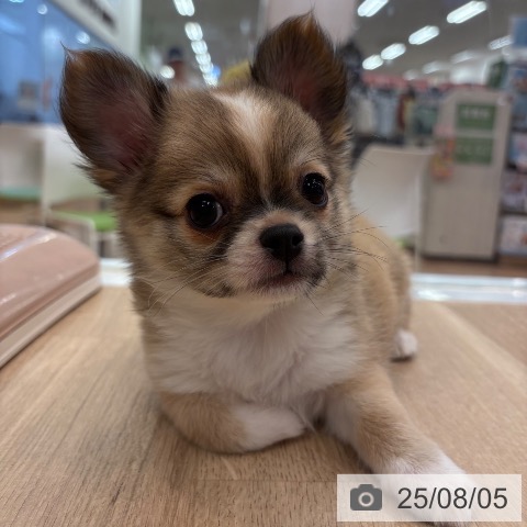 チワワの写真