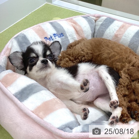 チワワの写真