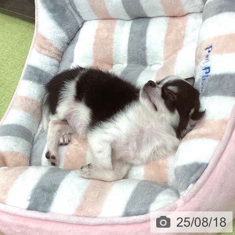 チワワの写真