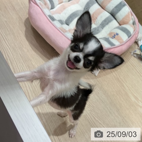 チワワの写真