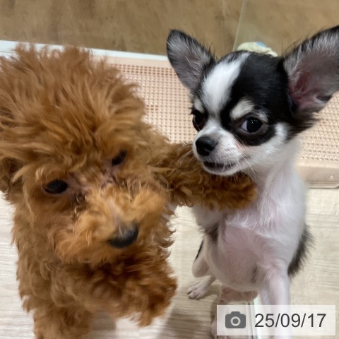 チワワの写真