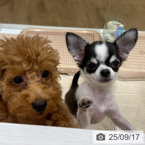 チワワの写真