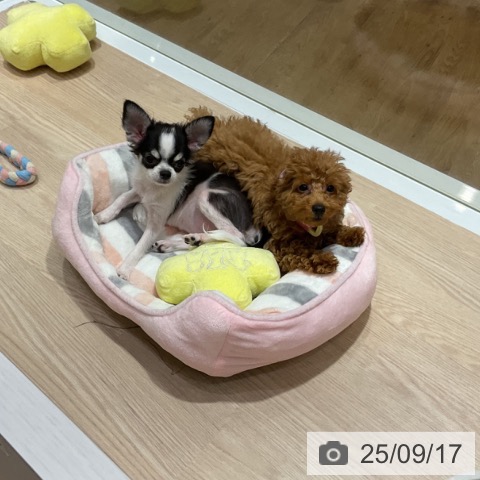 チワワの写真