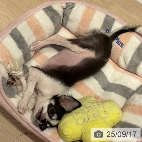 チワワの写真