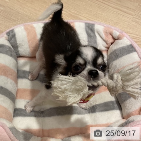 チワワの写真