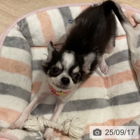 チワワの写真