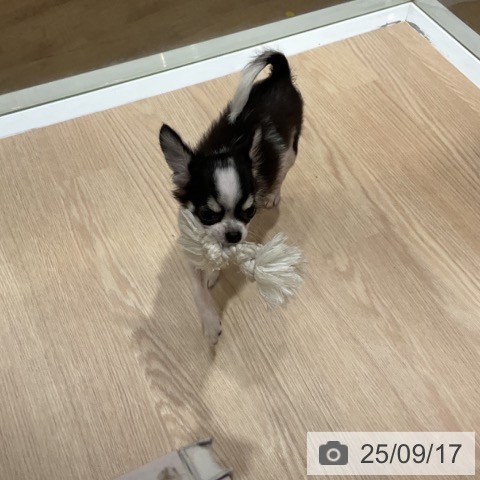 チワワの写真