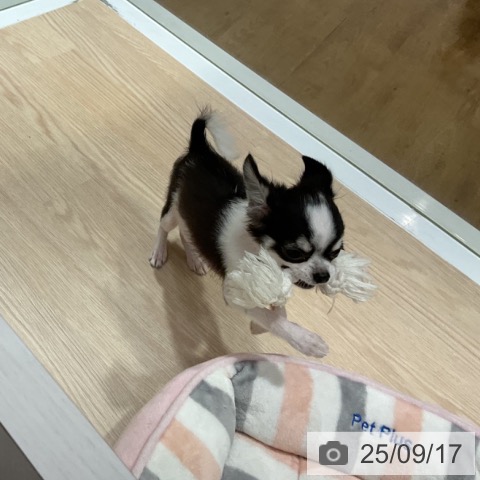 チワワの写真