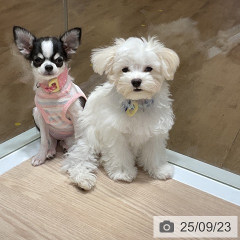 チワワの写真