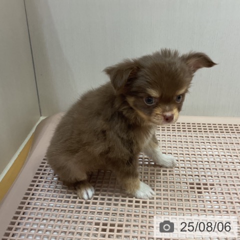 チワワの写真