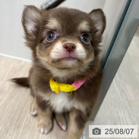 チワワの写真