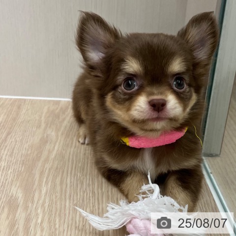 チワワの写真