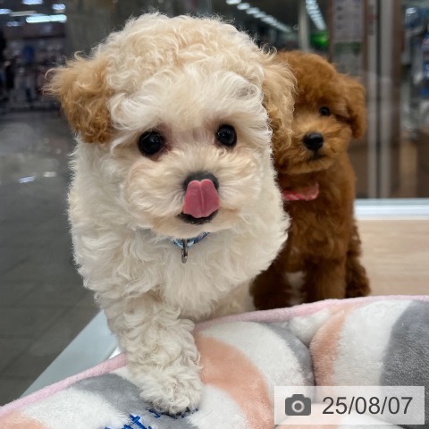 トイ・プードルの写真