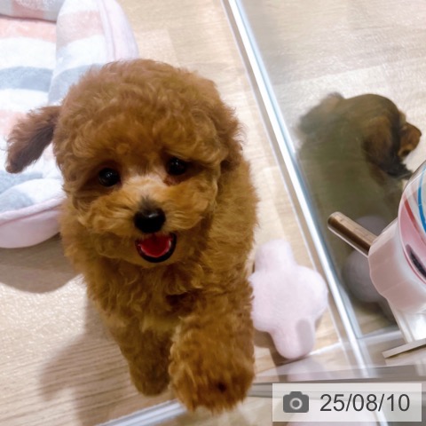 トイ・プードルの写真