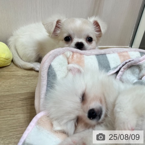チワワの写真