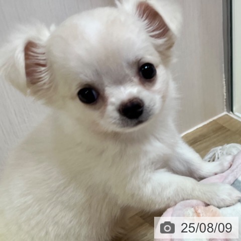 チワワの写真