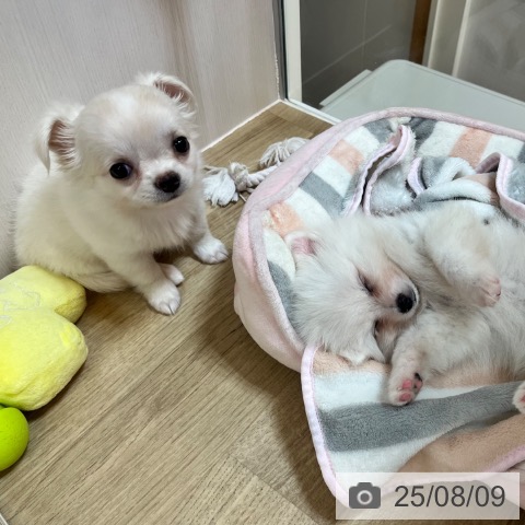 チワワの写真