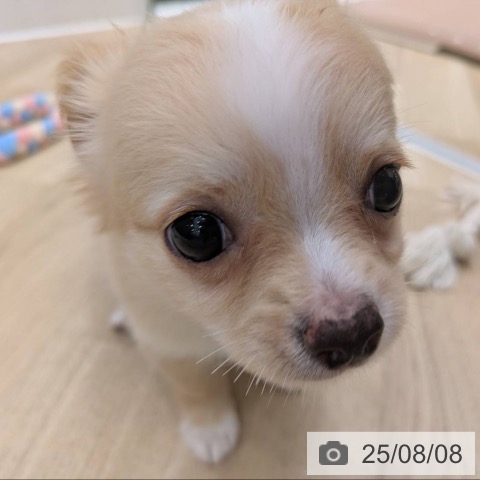 チワワの写真