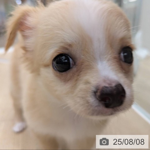 チワワの写真
