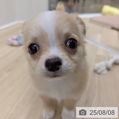 チワワの写真