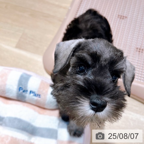 ミニチュア・シュナウザーの写真