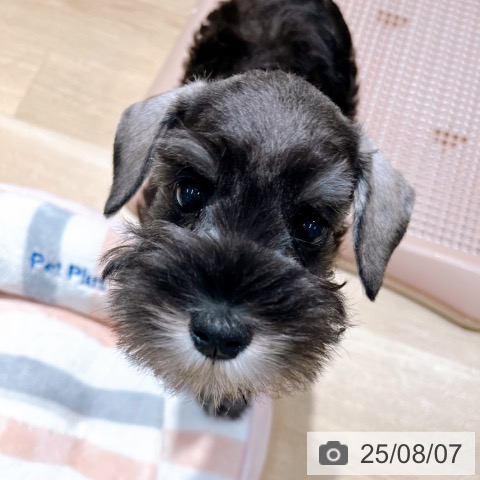 ミニチュア・シュナウザーの写真