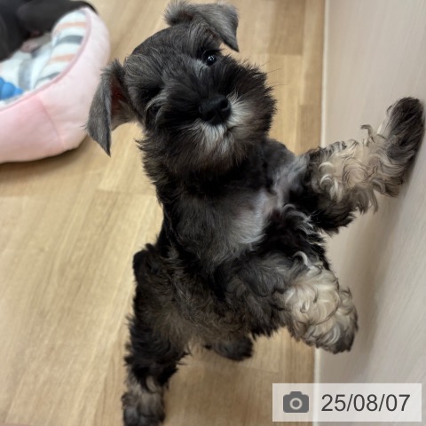 ミニチュア・シュナウザーの写真
