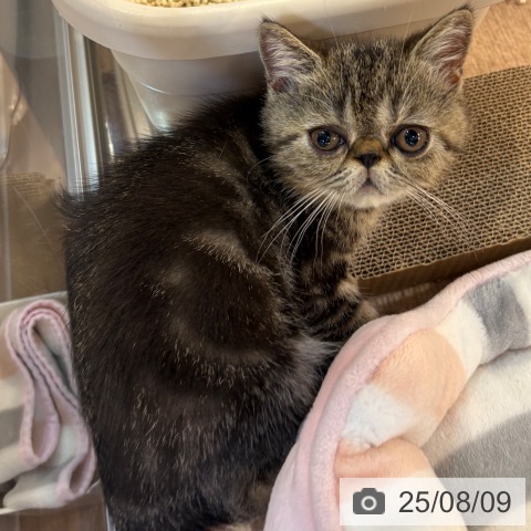 エキゾチックの写真