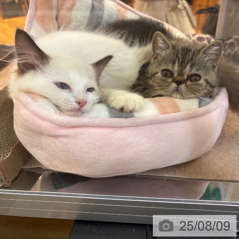 エキゾチックの写真