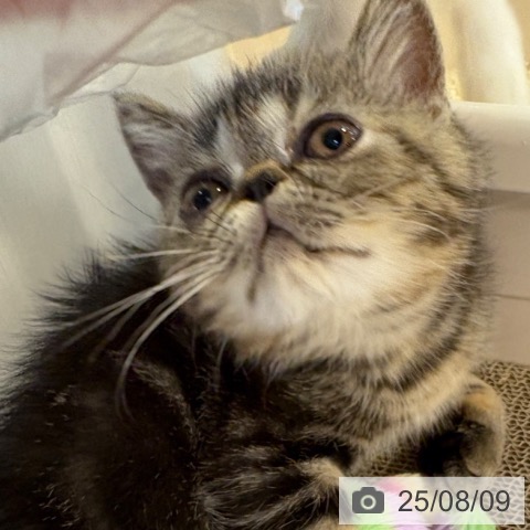 エキゾチックの写真