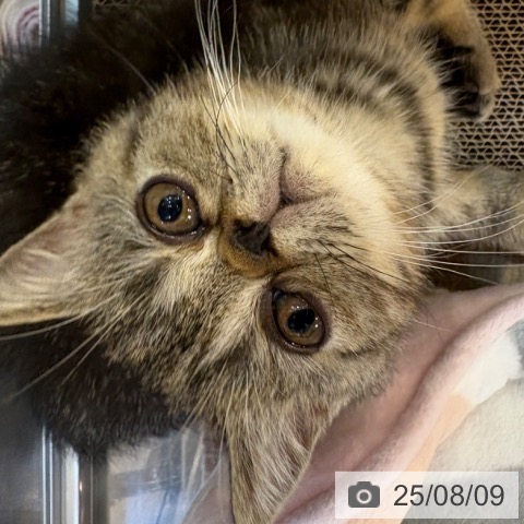 エキゾチックの写真