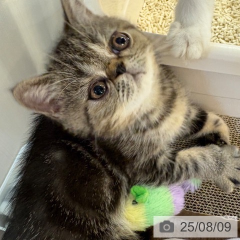 エキゾチックの写真