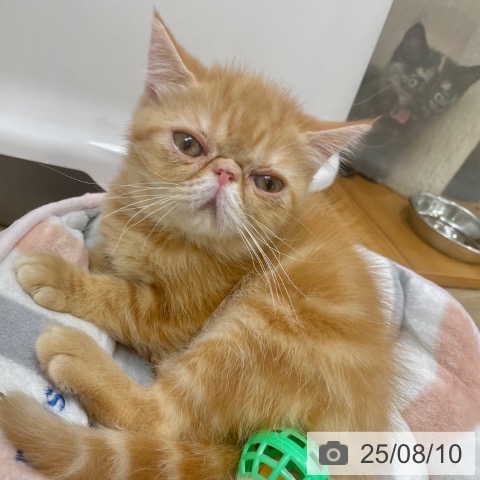 エキゾチックの写真