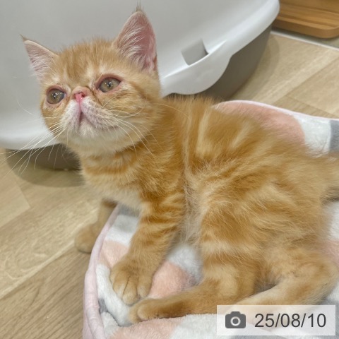 エキゾチックの写真