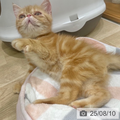 エキゾチックの写真