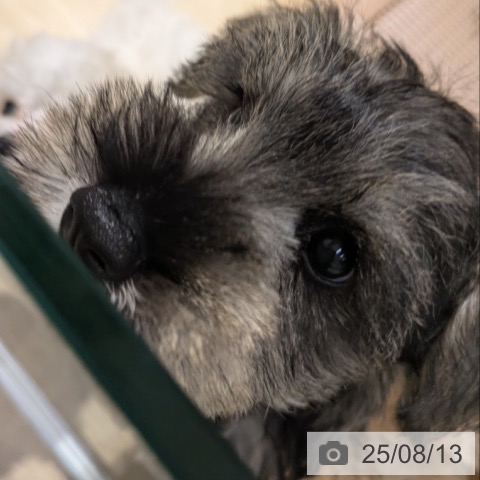 ミニチュア・シュナウザーの写真