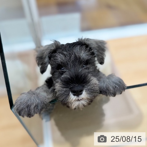 ミニチュア・シュナウザーの写真