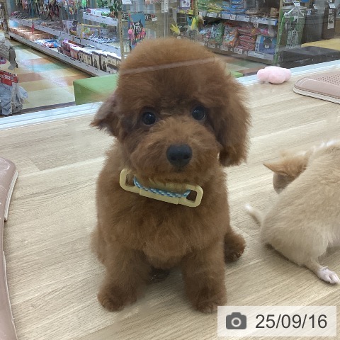 トイ・プードルの写真