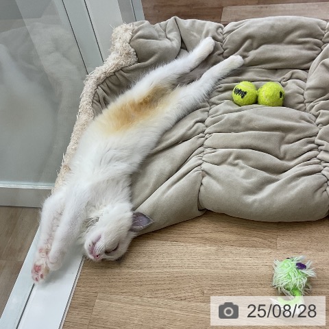 ラグドールの写真