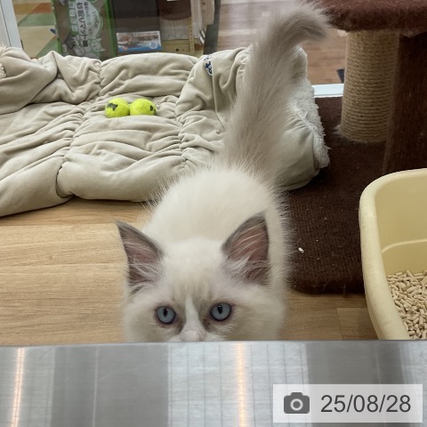 ラグドールの写真