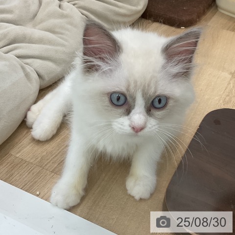 ラグドールの写真