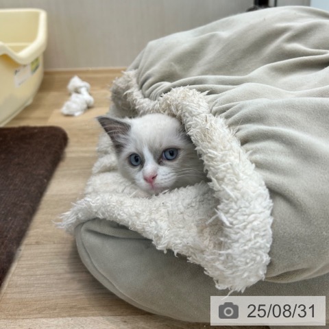 ラグドールの写真