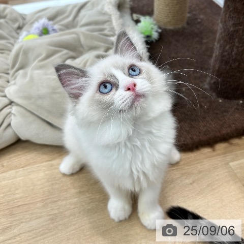 ラグドールの写真