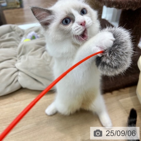 ラグドールの写真