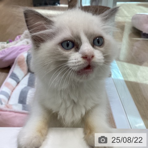 ラグドールの写真